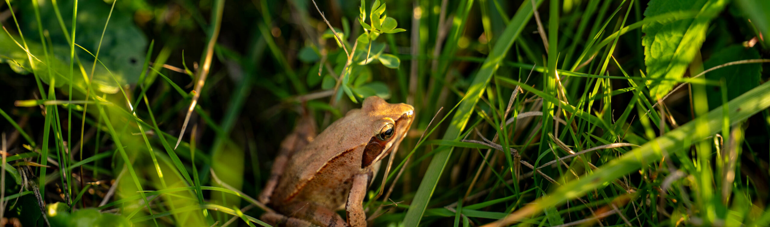 Biodiversité - Ecoscan télédetection