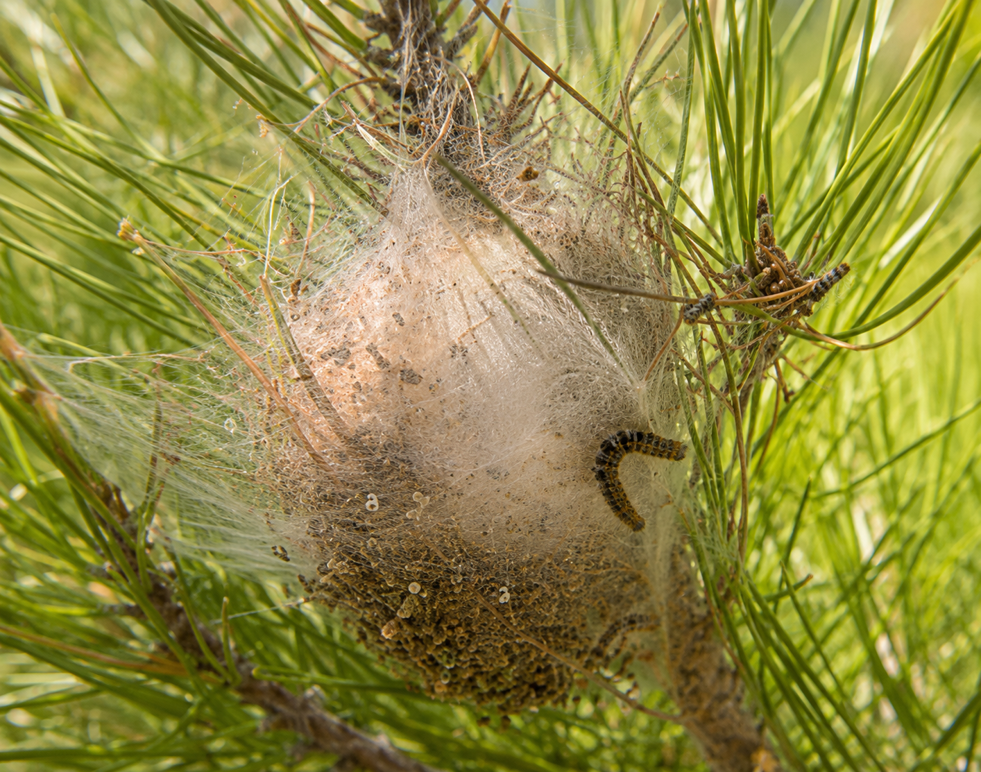 Thaumetopoea pityocampa Thaumetopoea pityocampa