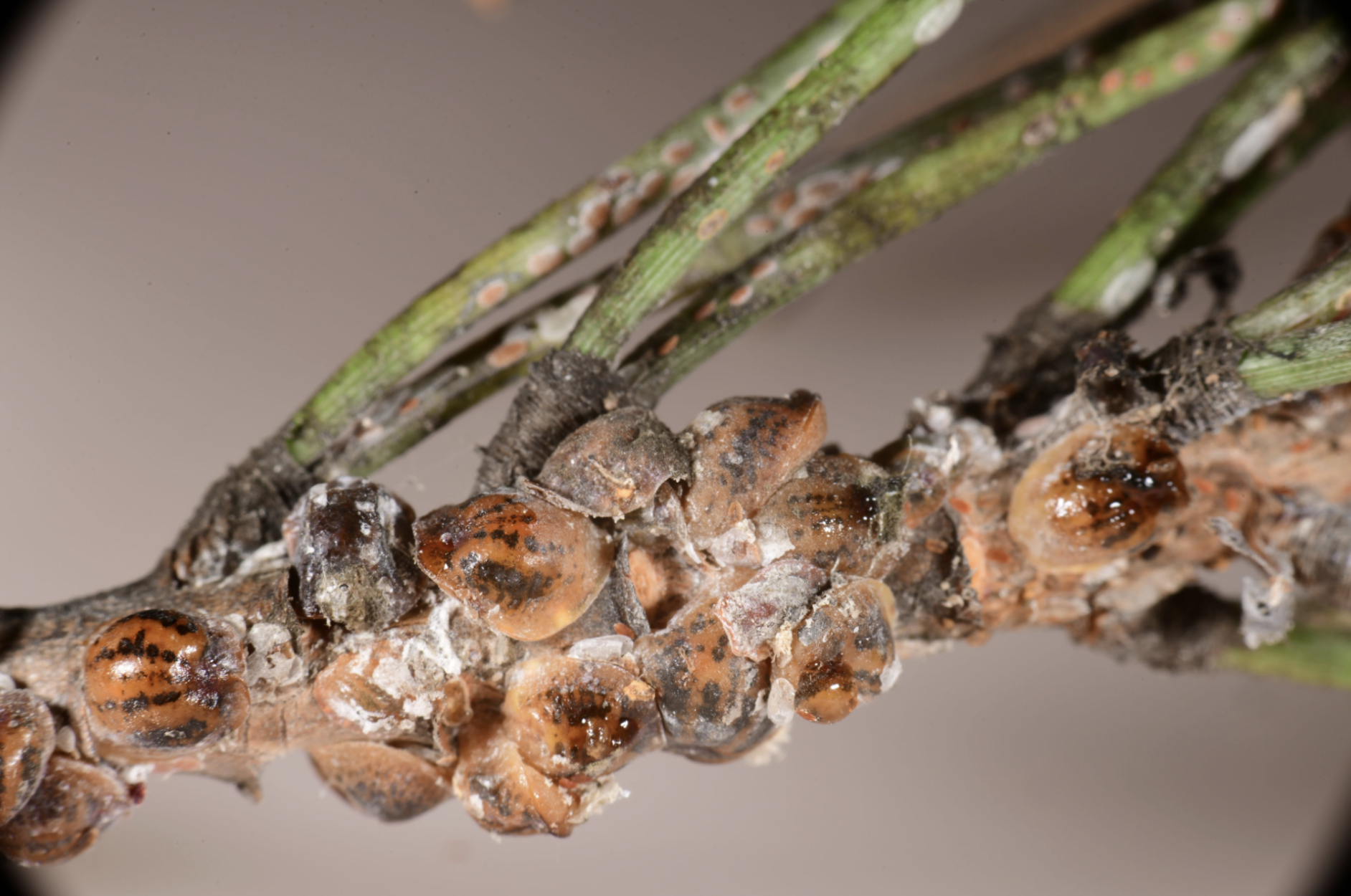 Toumeyella parvicornis Adulte de cochenille tortue Toumeyella parvicornis