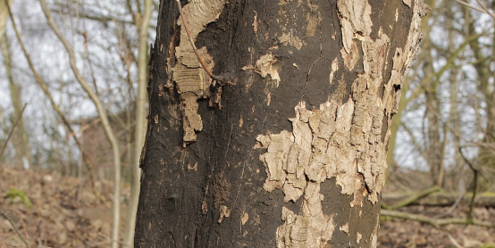 cryptostroma corticale cryptostroma corticale