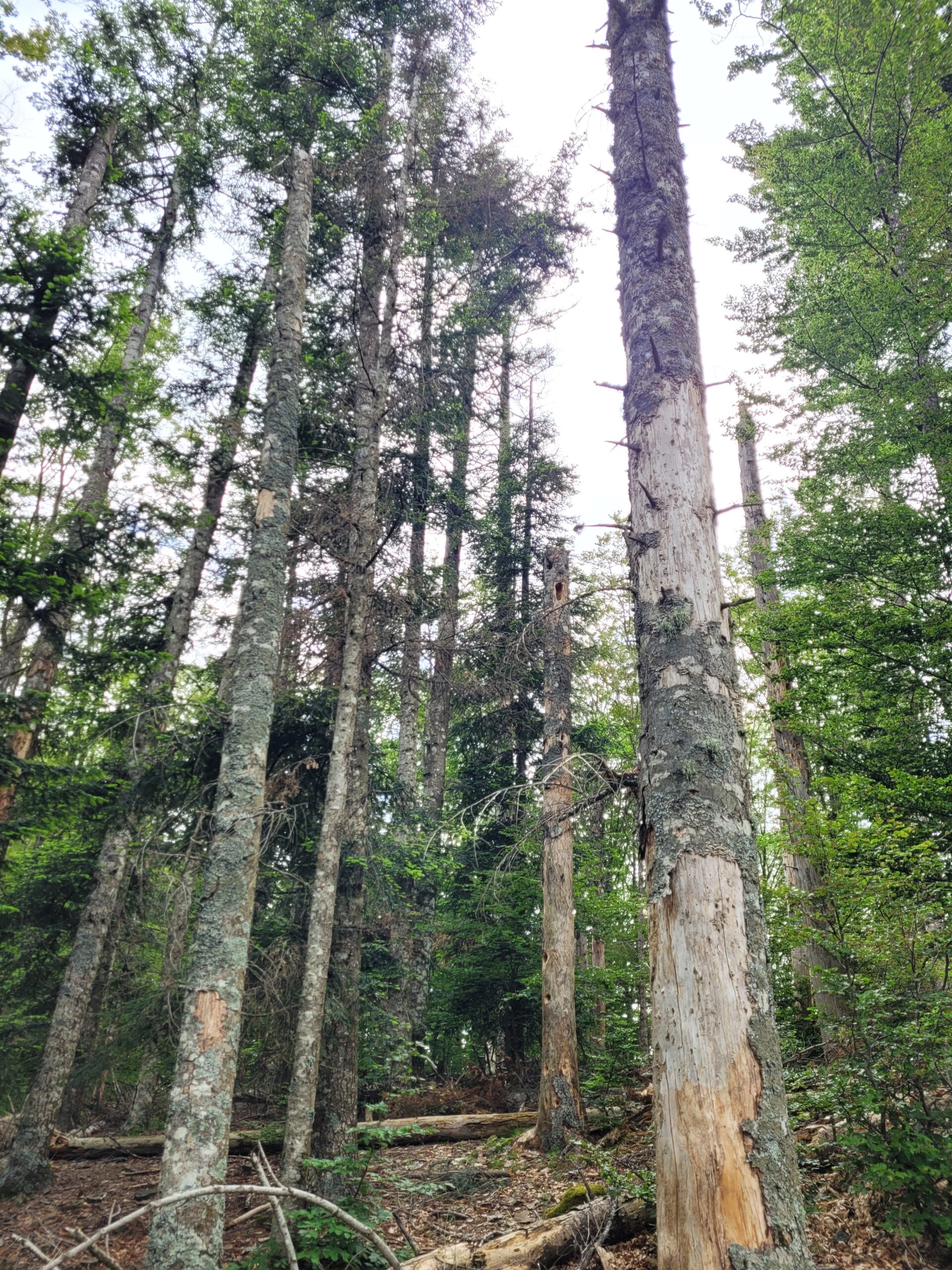 degats abies alba Une forêt affaiblie par des agents pathogènes et des insectes xylophages