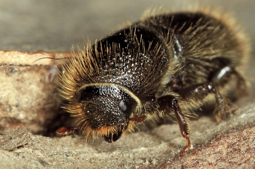 ips typographus ips typographus