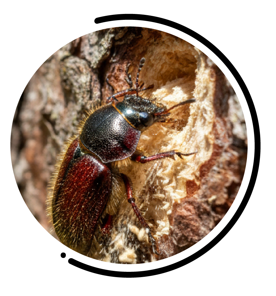 Scolytes ravageurs forêts biodiversité