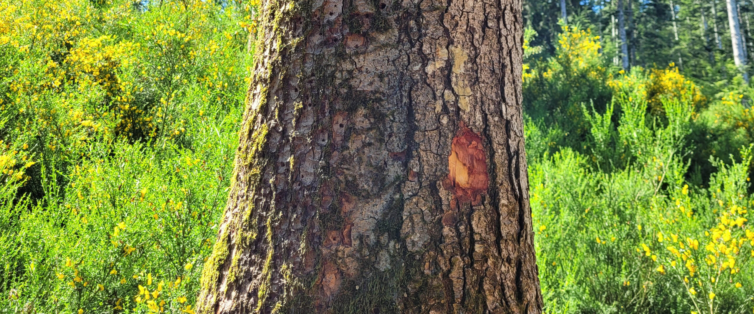 trous de sortie arbre ravageurs trous de sortie arbre ravageurs