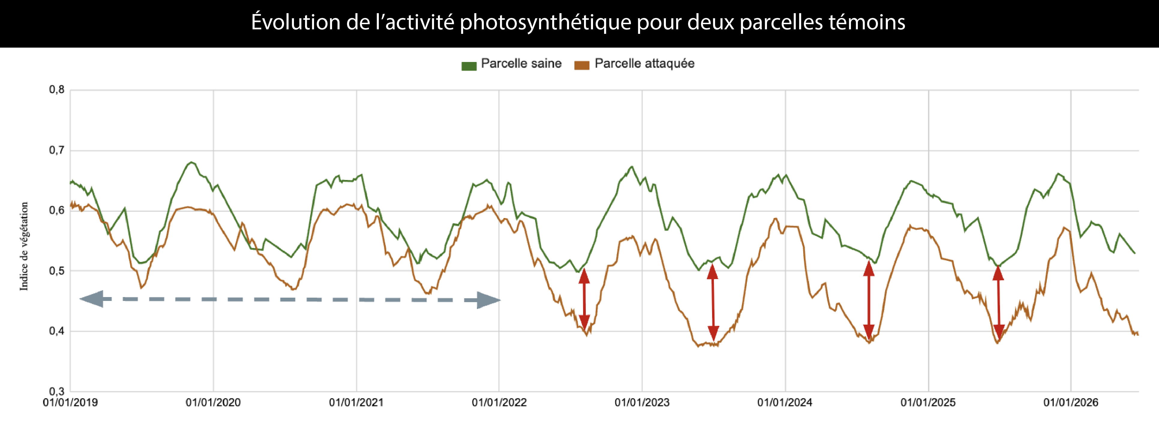 Évolution activité photosynthetique saine et touchée Indice de végétation moyen de deux parcelles étudiées dans le cadre d’une expérimentation avec le DSF Sud Est: visible l’effet de l’attaque des cochenilles sur la parcelle attaquée à partir de 2022, comparé au cycle végétal d’une parcelle saine.