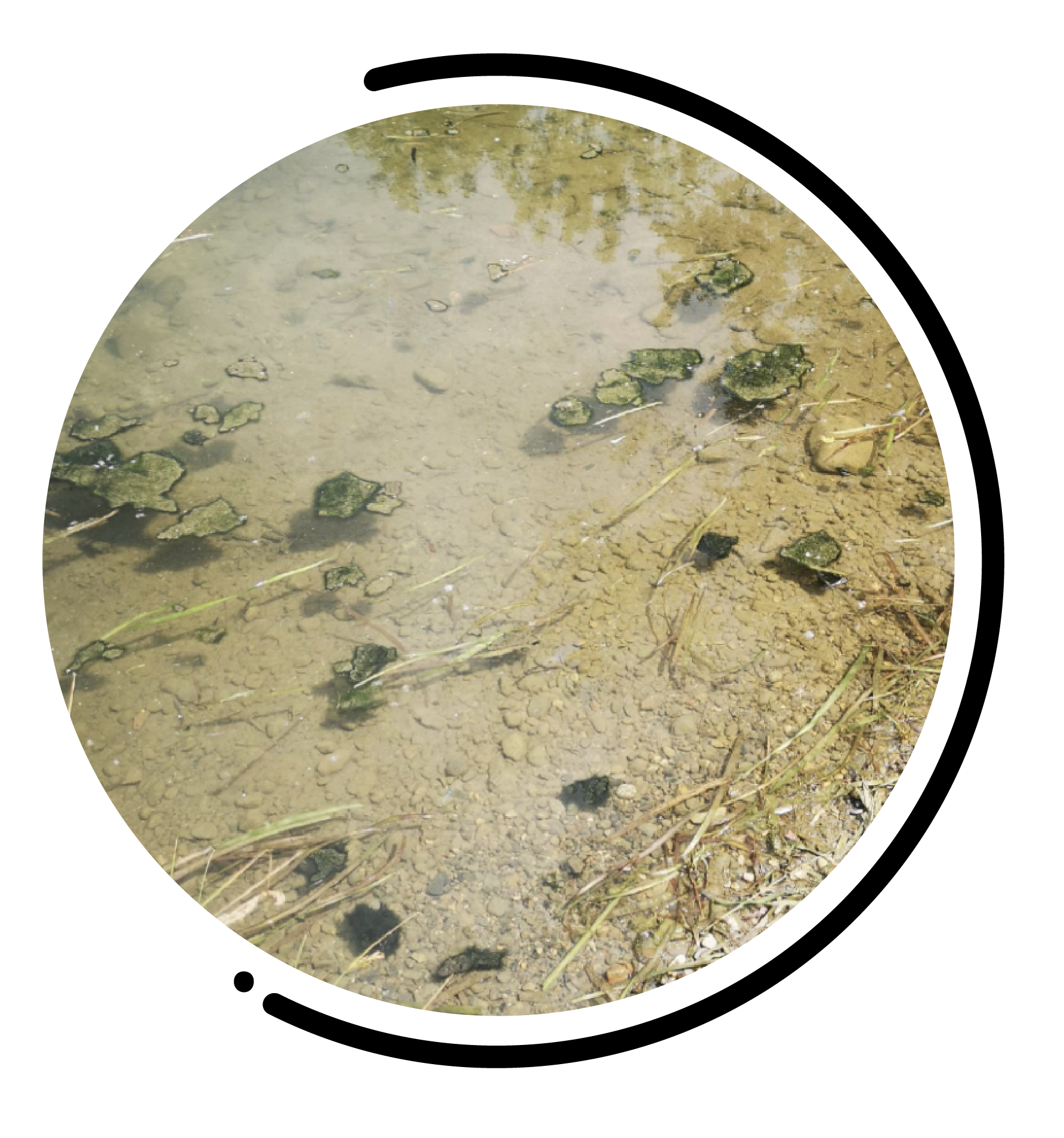Cyanobactéries : qualité des eaux douces et santé humaine waterwatch