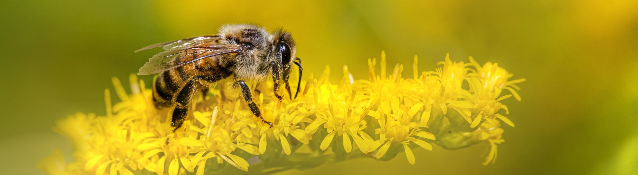 abeilles bio-indicateur BeeOdiversity abeilles bio-indicateur BeeOdiversity